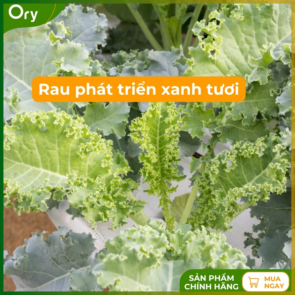 hat-giong-rau-cai-xoan-(cai-kale)-rado-686-G300005 (2).jpg