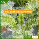 hat-giong-rau-cai-xoan-(cai-kale)-rado-686-G300005 (2).jpg