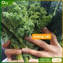 hat-giong-rau-cai-xoan-(cai-kale)-rado-686-G300005 (3).jpg
