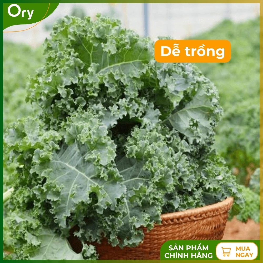 hat-giong-rau-cai-xoan-(cai-kale)-rado-686-G300005 (4).jpg