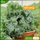 hat-giong-rau-cai-xoan-(cai-kale)-rado-686-G300005 (4).jpg