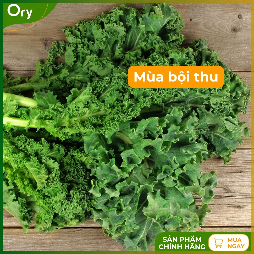 hat-giong-rau-cai-xoan-(cai-kale)-rado-686-G300005 (5).jpg