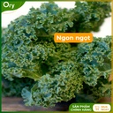 hat-giong-rau-cai-xoan-(cai-kale)-rado-686-G300005 (6).jpg