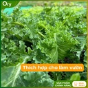 hat-giong-rau-cai-xoan-(cai-kale)-rado-686-G300005 (8).jpg