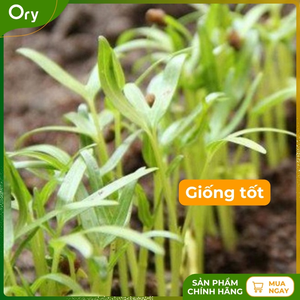 hat-giong-rau-muong-la-tre-rado-12-G300017 (3).jpg