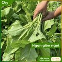 hat-giong-rau-cai-bo-xoi-f1-turkana-G300003 (6).jpg